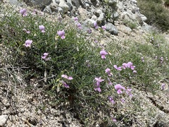 Tephrosia palmeri
