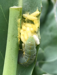 Cotesia glomerata bracovirus