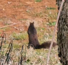 Sciurus carolinensis