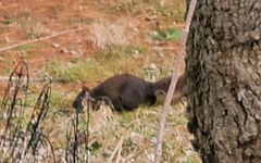 Sciurus carolinensis