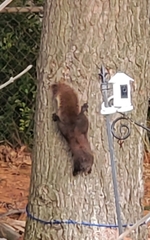 Sciurus carolinensis