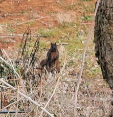 Sciurus carolinensis