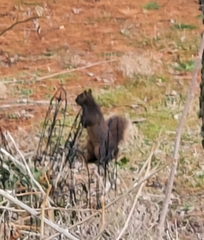 Sciurus carolinensis