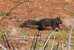 Sciurus carolinensis