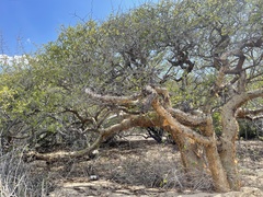 Bursera exequielii