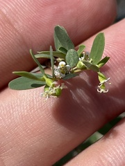 Euphorbia magdalenae