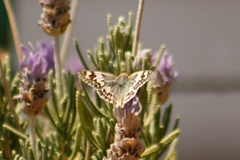 Heliopetes ericetorum