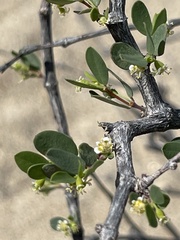 Euphorbia magdalenae