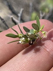 Euphorbia magdalenae