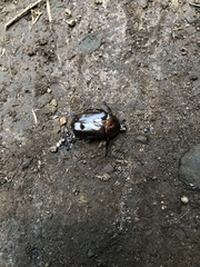 Pseudotorynorrhina japonica