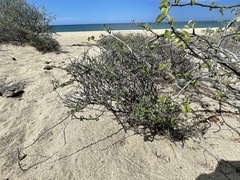 Euphorbia magdalenae