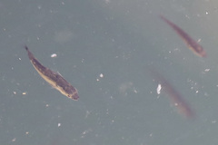 Actinopterygii