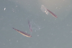 Actinopterygii