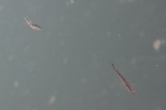 Actinopterygii