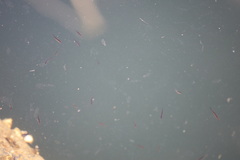 Actinopterygii