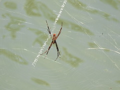 Argiope radon