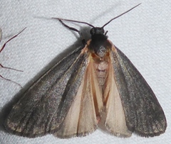 Hypoprepia inculta