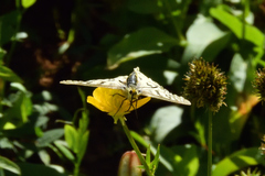 Parnassius clodius menetriesii