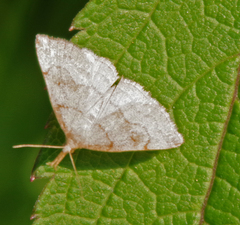 Phalaenostola metonalis