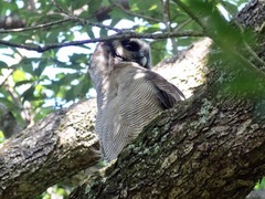 Strix leptogrammica