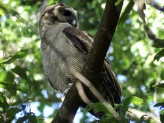 Strix leptogrammica