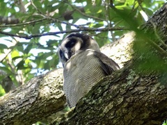 Strix leptogrammica