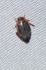 Coptotomus