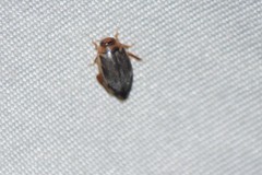 Coptotomus