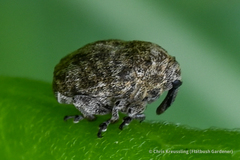 Acanthoscelidius acephalus