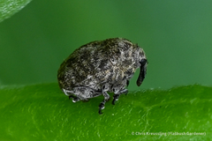 Acanthoscelidius acephalus