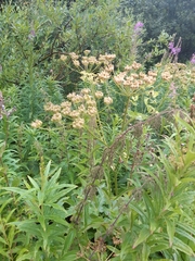 Heracleum sphondylium sibiricum