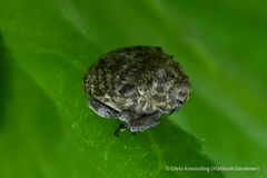 Acanthoscelidius acephalus