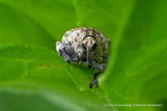 Acanthoscelidius acephalus