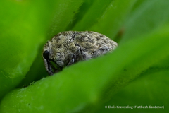 Acanthoscelidius acephalus