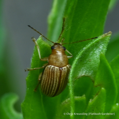 Colaspis brunnea