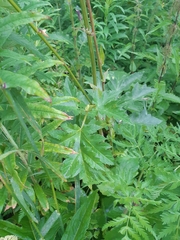 Heracleum sphondylium sibiricum