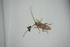 Enaphalodes rufulus
