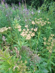 Heracleum sphondylium sibiricum