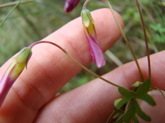 Oxalis bifida
