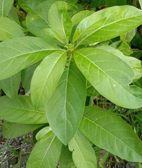 Cestrum laevigatum