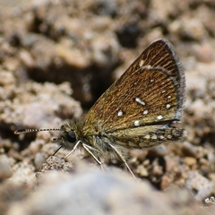 Piruna aea aea