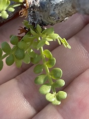 Bursera exequielii
