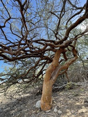 Bursera exequielii