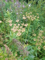 Heracleum sphondylium sibiricum