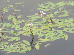 Sagittaria cuneata