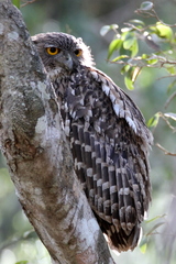 Ketupa zeylonensis