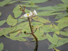 Sagittaria cuneata