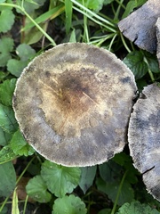 Psathyrella rugocephala