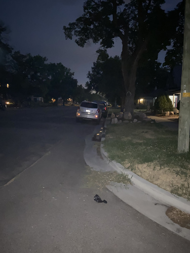 Common Raccoon photographed in Utah