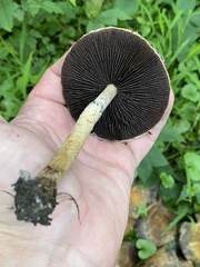 Psathyrella rugocephala